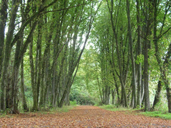 Foret_d_Anlier.jpg
