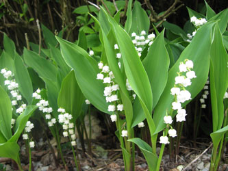 1er-mai-muguet