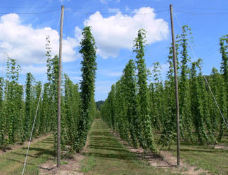 boissons-culture-houblon