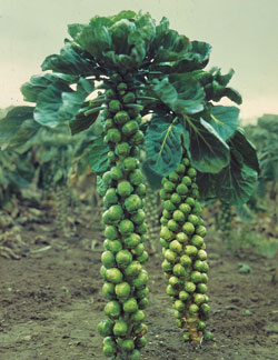 plats-typiques-choux-de-bruxelles